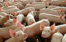 In the first two months, Brazilian pork exports reached 144,200 tons, 6.12% higher year to year, when 135,900 tons were exported