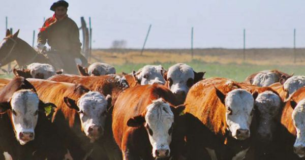 Argentina reinstates beef exports registry - Vimarsana News