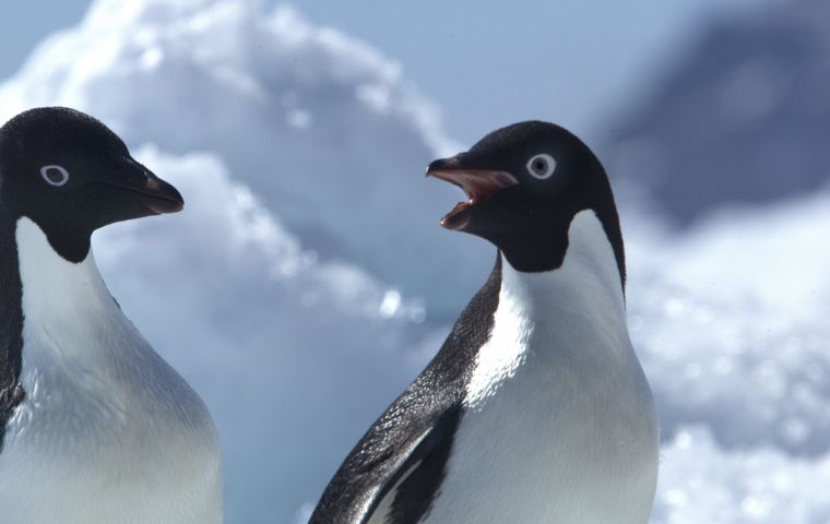 Every year on or about April 25 Adeline penguins were spotted at the McMurdo base migrating north.