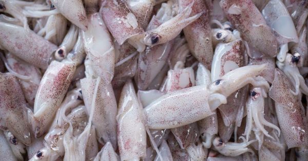 Jigging fleet finds large squid off Falklands – season not over yet - Vimarsana News