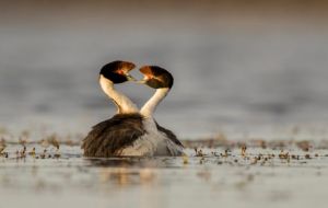 The Hooded Grebe is 21st on the Evolutionarily Distinct and Globally Endangered (EDGE) birds list