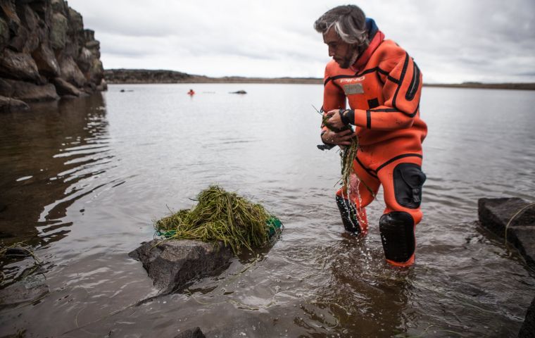 Kini and his team worked for years in the remote landscapes of Argentine Patagonia in order to successfully stabilize the population of its symbol, the Hooded Grebe.