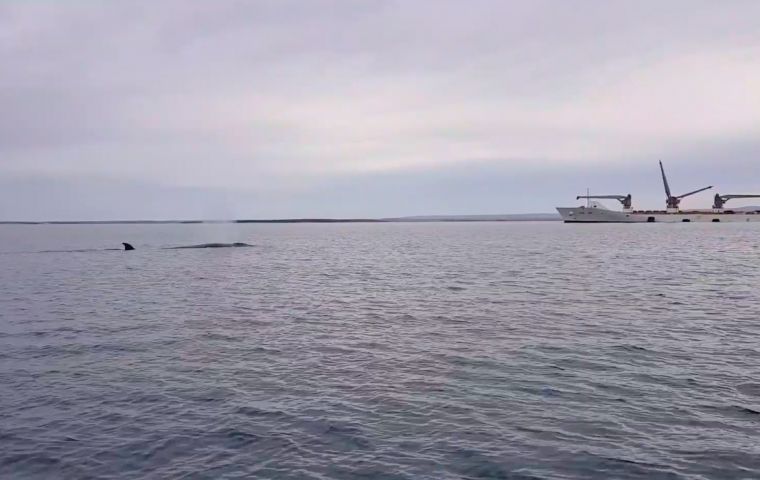 Sei whales, which typically inhabit offshore, deep-water areas, are still classified as endangered on the International Union for Conservation’s Red List of Threatened species