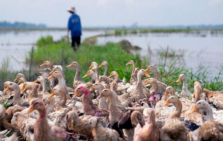 The global COVID-19 pandemic is widely believed to have originated in wildlife trading networks in China and southeast Asia