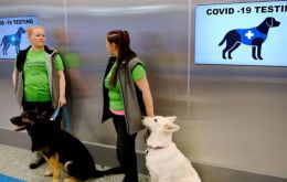 London School of Tropical Medicine researchers wanted to see if dogs could detect a distinctive odor from chemical compounds associated with Covid 19