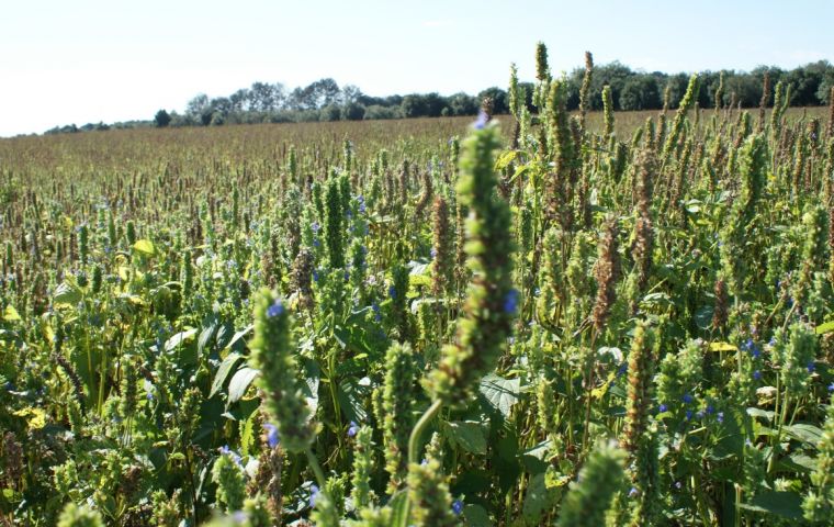 Senave's González highlighted the importance of proper management of crops 