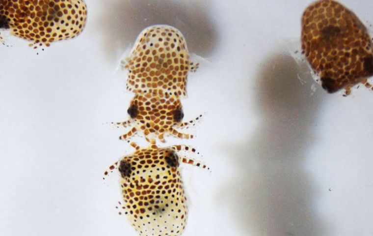 NASA sent two boxes with the freshly hatched squids, Euprymna scolopes, to help astronauts study the effects of low gravity (Pic NASA)