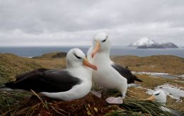 One of the projects refers to threatened albatross species in the southern Atlantic OTs, Tristan da Cunha, South Georgia and the South Sandwich Islands. Photo: Stephanie Winnard