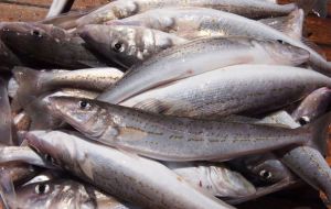 2020 also saw a catch of 43,376 tons of hake, which is the second highest catch of the past decade. Good news all round”.