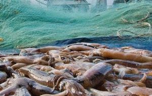 The total Ilex catch was 153,000 tons, the best since 2015; Loligo also attained a record high for the first season, with more than 59,000 tons caught in two months