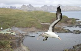 The main species killed in the fishery were black-browed albatross and white-chinned petrels, with most of the mortality occurring in April and early May