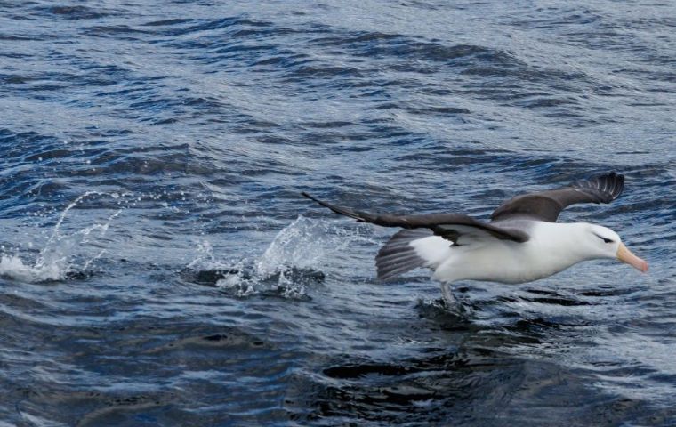 The Falklands are home to the world’s largest colonies of Black browed Albatrosses and second-largest colonies of Southern Rockhopper Penguins