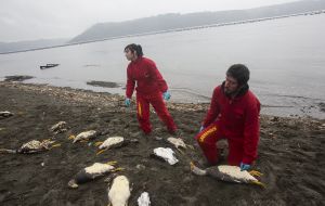 Lawmaker Greve: The bill will establish a position in the “marine ecosystems in the Beagle channel, by banning an activity that has generated so many environmental disasters in other countries”