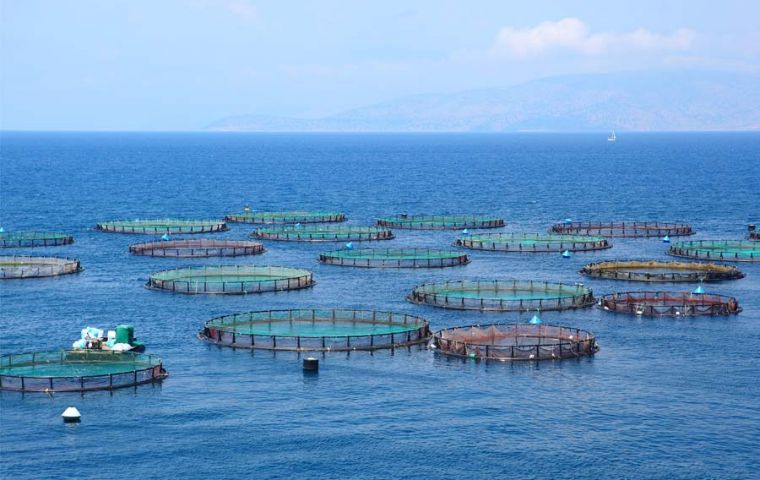 “I don't think arriving tourists to enjoy our pristine nature would like to see cages the size of a football pitch, where salmon are bred at industrial scale”.