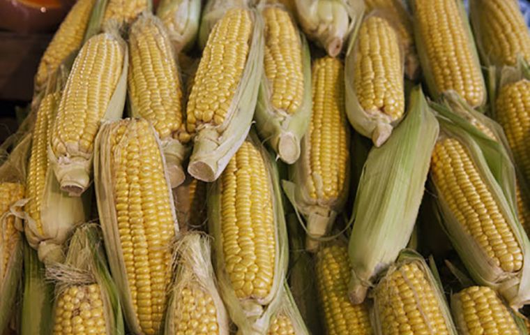 Maize prices dropped by 5%, led by falling prices in Argentina due to increased supplies from recent harvests as a result of higher-than-earlier expected yields