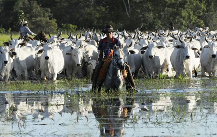 In meat, there will be strong pressure from the international market, especially for beef and pork, and Brazil will continue to lead the global chicken market