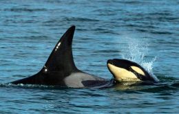 Orcas are ”an extremely intelligent species” (Pic Marcelo Ochoa/TELAM)