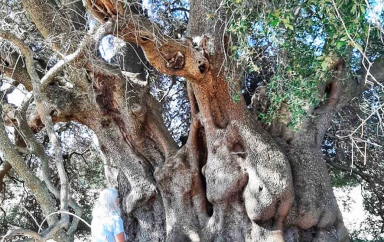 Patriarch is really Sa Tanca Manna, the name with which it has been registered in the List of Monumental Trees from the Italian Ministry of Agriculture