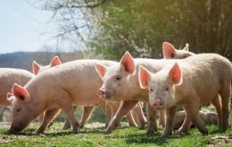 More than 15,000 pig farmers send to the slaughterhouse about 100,000 pigs per month in the Dominican Republic