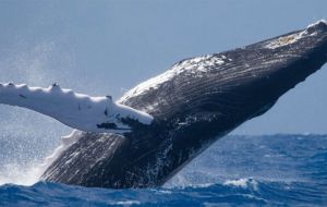 Humpback whales sighted near King Edward Point Research station on South Georgia