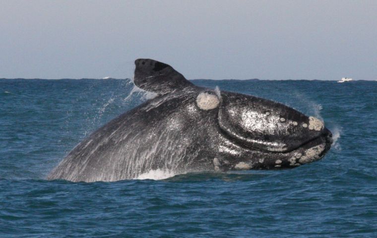 A pod of southern right whales, well known for their low intensity upcall and their high intensity broadband gunshot 
