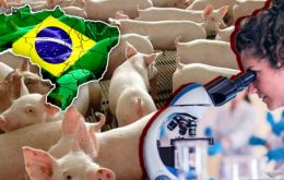 Brazilian experts are in direct contact with animal health authorities in Dominican Republic, with regional organizations, and with OIE for the Americas 