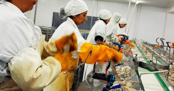 Decadence of Uruguay's fishing industry: from a catch of 147,000 tons to a mere 50,000 tons - Vimarsana News