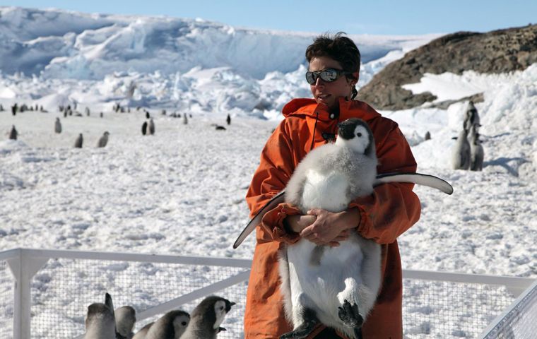 I first saw an emperor penguin when I visited Pointe Geologie, Antarctica, during my Ph.D. studies