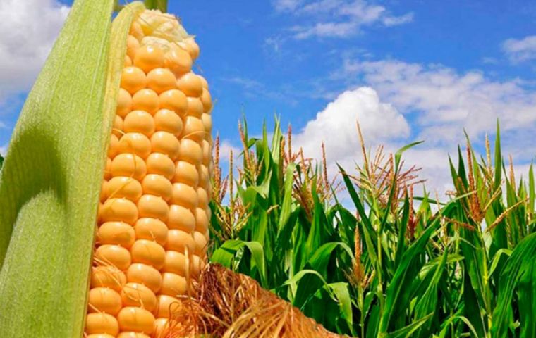 The Rosario Trade Exchange estimates that Argentine farmers will be planting a record 7,4 million hectares of corn this year