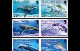 The first set of stamps with the Southern right, Humpback and Antarctic Blue whales, now back in South Georgia as the ecosystem has been sustainedly recovered .
