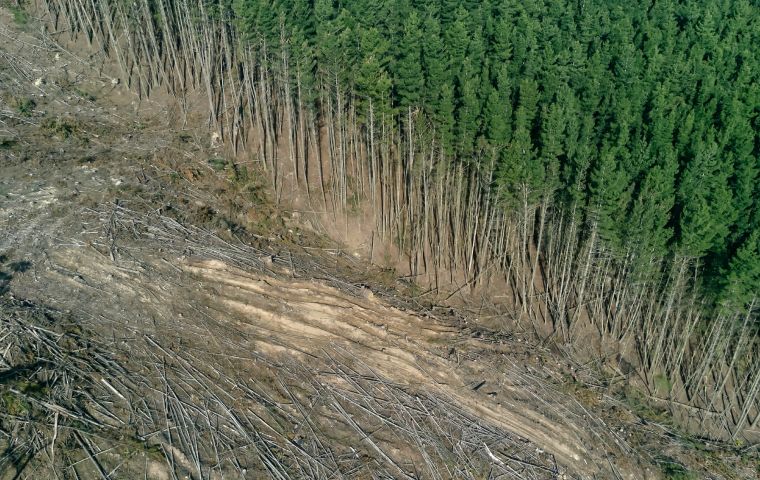 In the last 300 years forest areas have shrunk by 40% worldwide.