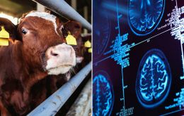 Brazilian media reported the first analysis done to the suspected cow was positive BSE gene, but a second test did not confirm it and thus expectations were centered in a third test