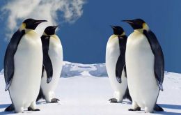 Iconic emperor penguins are one species that benefits from marine protections established in Antarctica’s Ross Sea in October 2016