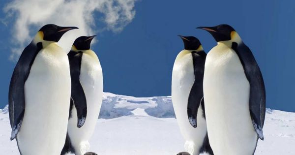 Ross Sea region MPA serves as a valuable model for others in region - Vimarsana News