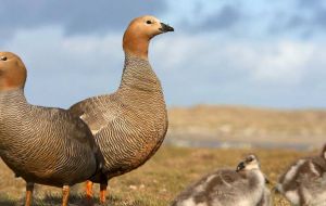 The ruddy headed goose, at risk of extinction, because of hunting, and the fact that it nests in grassy fields, now occupied by guanacos and roaming  foxes