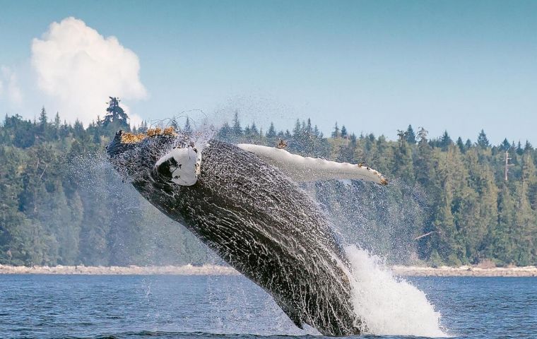 Humpback whale populations are strongly recovering on their feeding grounds in the South Atlantic. Credit: Maren Reichelt.