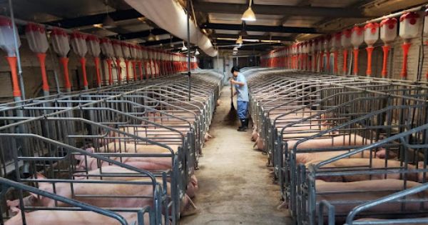 Pig production recovers in China and pork prices fall - Vimarsana News