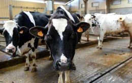 Brazil voluntarily suspended its sales to the Chinese market after the confirmation of two atypical cases of “mad cow” disease in Mato Grosso and Minas Gerais