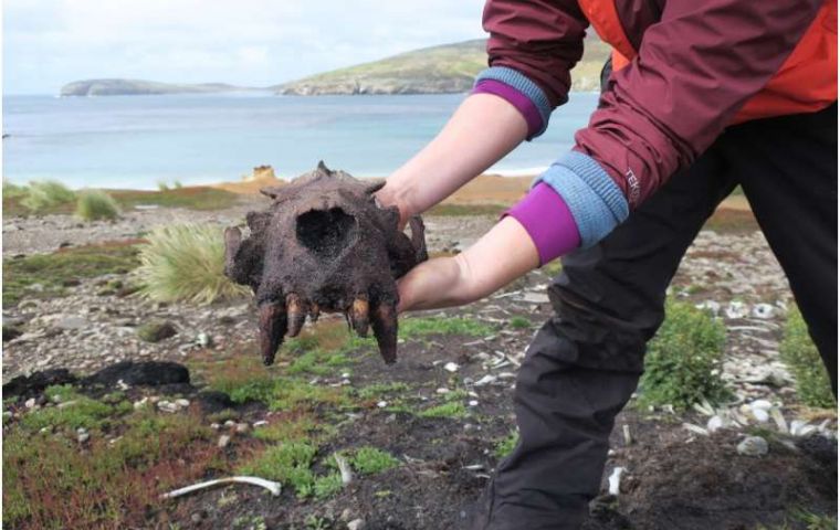 Kit Hamley holds a large male sea lion skull from a bone pile at New Island 