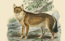 The enigmatic, now-extinct Falkland Islands wolf had human visitors on the remote archipelago up to 1,070 years ago