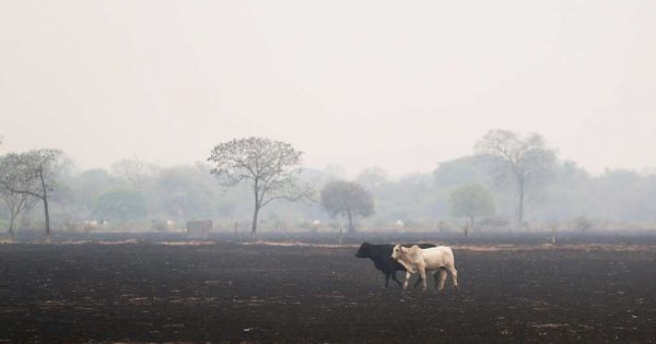 Paraguay's Glasgow pledge "a mockery," says British environmentalist website — MercoPress - Vimarsana News