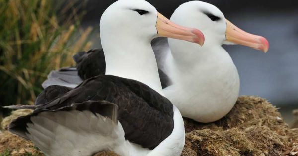 Research done in Falklands shows albatrosses are “divorcing” because of climate change - MercoPress