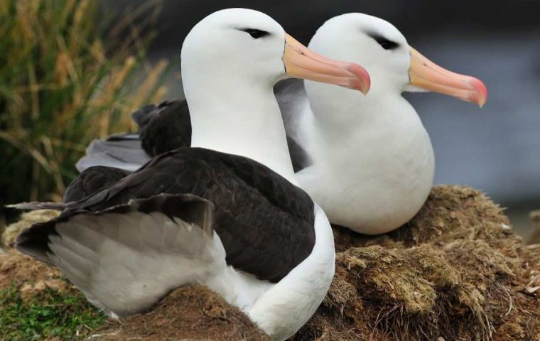 For 15 years, researchers studied a population of 15,500 breeding couples in the Falklands, and in effect only 1 to 3% of couples would separate after picking a partner (Pic OceanWide Exp.)