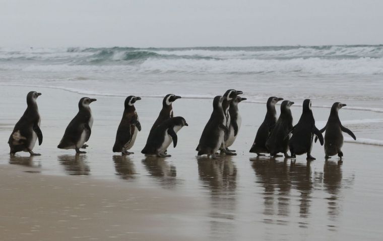 Santa Catarina is the state where the most penguins have been recorded, a total of 4,741 so far this year, followed by Parana, with 1,028 birds