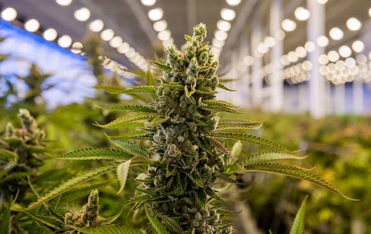 The economics of pot: Price of cannabis flower drops 50% from last year, Cannabis