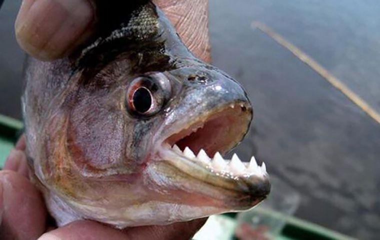 Experts recommend to look out for camalotes or floating plants, since it is behind them where piranhas usually hide to attack. 