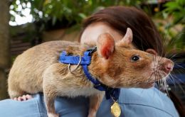 Magawa was among the most successful rats ever trained by the charity, and was the first rat in its 77-year history to receive the PDSA accolade.