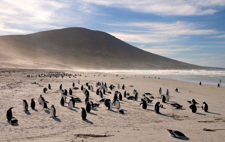 As many as a million penguins nest in the Falklands every summer, representing five of the world’s eighteen species, King, Gentoo, Rockhopper, Magellanic and Macaroni