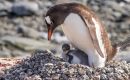 Gentoo penguins usually live in sub-Antarctic areas. 