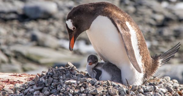 Climate change concern: Gentoo colonies moving further south - MercoPress